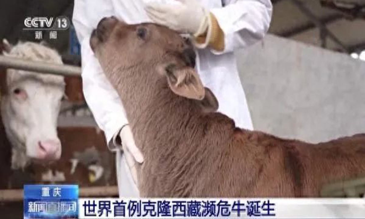 World's first cloned endangered Xizang cattle species born Photo: CCTV News