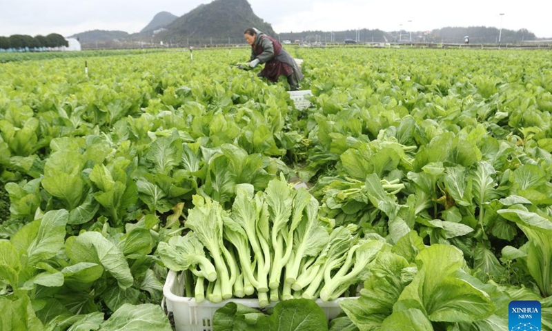 A farmer works in a field in Qingtang Town of Yongzhou City, central China's Hunan Province, Feb. 4, 2024. Sunday marks Lichun, meaning the beginning of spring, the first solar term in the traditional Chinese lunar calendar. (Photo by Zhou Fenglian/Xinhua)