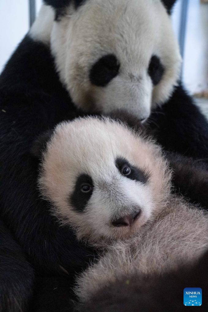 Giant panda cub Katyusha (front) and her mother Ding Ding are seen at Moscow Zoo in Moscow, Russia, Dec. 21, 2023. Russia's first giant panda cub born at Moscow Zoo in August was named Katyusha, Moscow Mayor Sergey Sobyanin said on Wednesday. (Moscow Zoo/Handout via Xinhua)