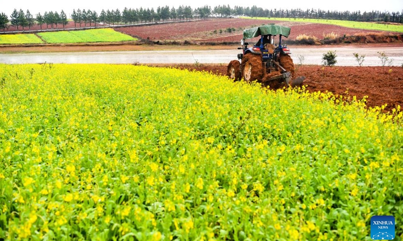 A villager ploughs the field in Yicheng Town of Zhangshu City, east China's Jiangxi Province, Feb. 4, 2024. Sunday marks Lichun, meaning the beginning of spring, the first solar term in the traditional Chinese lunar calendar. (Photo by Zhou Liang/Xinhua)