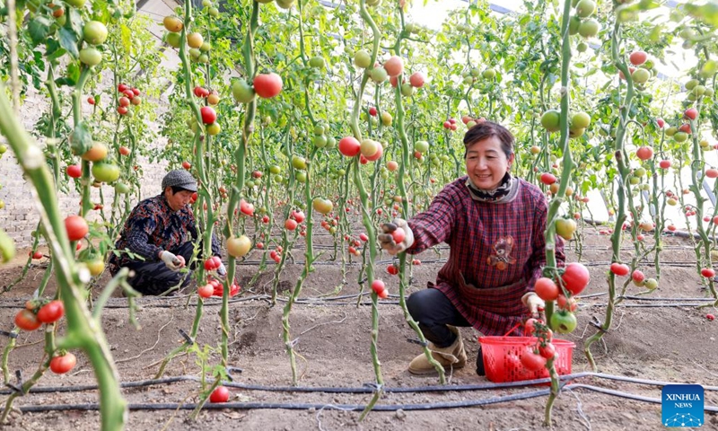 Villagers pick tomatoes in a field in Chahe Town of Tangshan, north China's Hebei Province, Feb. 4, 2024. Sunday marks Lichun, meaning the beginning of spring, the first solar term in the traditional Chinese lunar calendar. (Photo by Li Xiuqing/Xinhua)