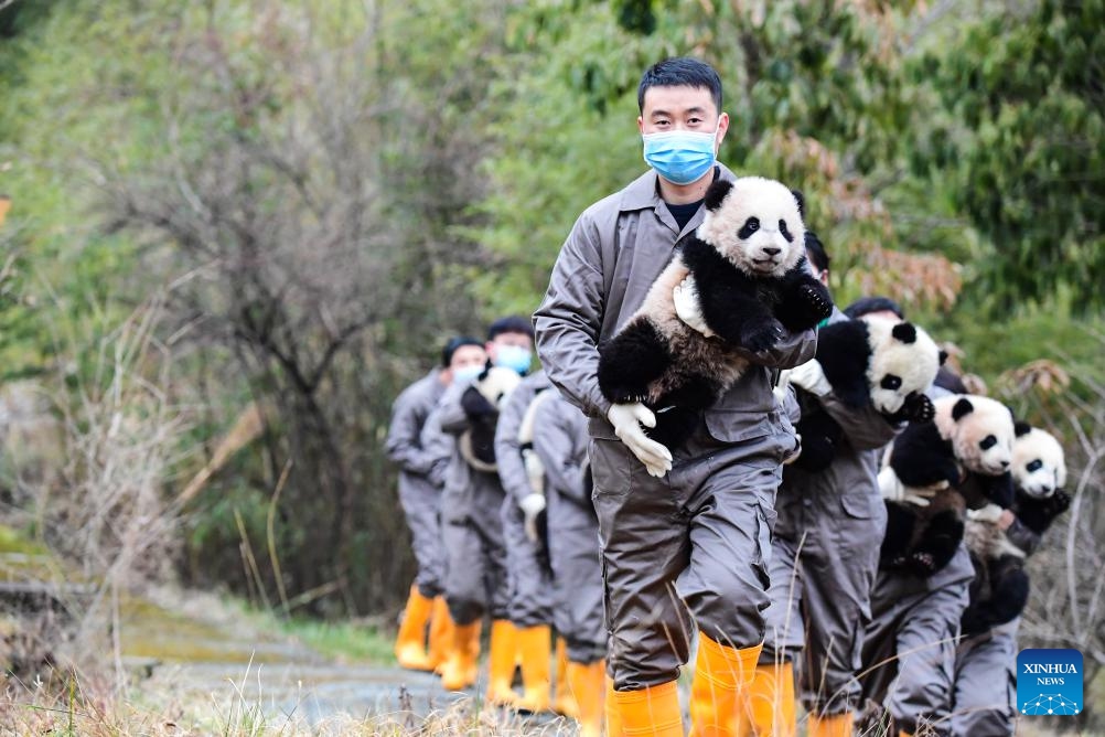 Staff members hold giant panda cubs during a group appearance event at the Shenshuping base of the China Conservation and Research Center for Giant Panda in Wolong, southwest China's Sichuan Province, Feb. 4, 2024. A total of 34 giant panda cubs were bred by China Conservation and Research Center for Giant Panda and Chengdu Research Base of Giant Panda Breeding in 2023.(Photo: Xinhua)