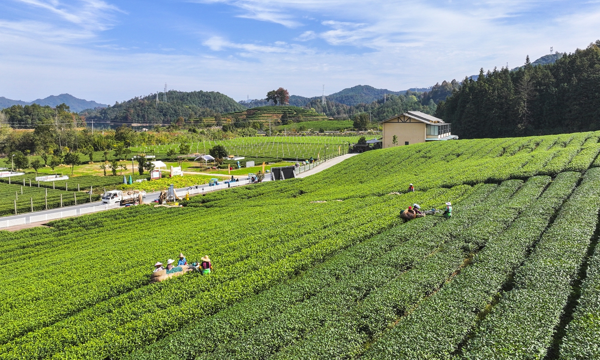 A tea farm in Hangzhou, East China’s Zhejiang Province which produces Motcha 