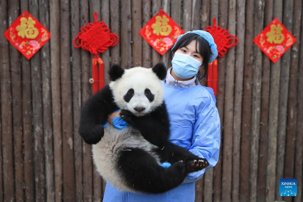 A staff member holds a giant panda cub at the Chengdu Research Base of Giant Panda Breeding in Chengdu, southwest China's Sichuan Province, Feb. 2, 2024. A total of 34 giant panda cubs were bred by China Conservation and Research Center for Giant Panda and Chengdu Research Base of Giant Panda Breeding in 2023.(Photo: Xinhua)