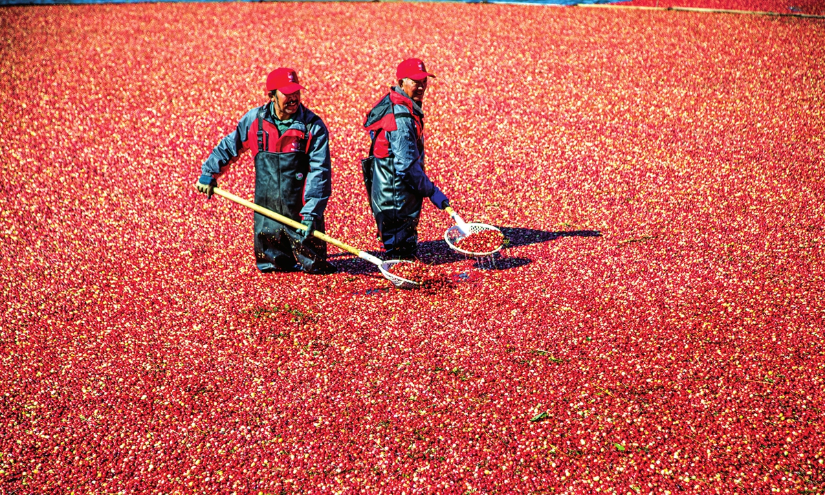 Farmers collect cranberries in Northeast China’s Heilongjiang Province in September 2023. Photos: VCG 