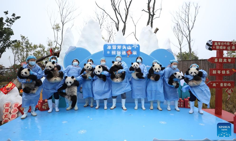 Staff members hold giant panda cubs during a group appearance event at the Chengdu Research Base of Giant Panda Breeding in Chengdu, southwest China's Sichuan Province, Feb. 2, 2024. A total of 34 giant panda cubs were bred by China Conservation and Research Center for Giant Panda and Chengdu Research Base of Giant Panda Breeding in 2023.(Photo: Xinhua)