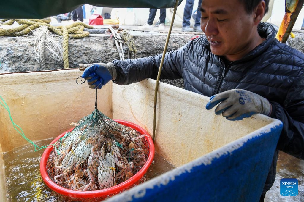 A fisherman transports newly-caught crabs in Nan'ao Shuangyong Pier in Shenzhen, south China's Guangdong Province, Feb. 5, 2024. A drone delivery route for seafood has been put into operation between Nan'ao Shuangyong Pier in the east of Shenzhen and the city's Longgang District. The drones take off with up to 20 kilograms load and the seafood will be delivered to local couriers and finally reach the customers.(Photo: Xinhua)