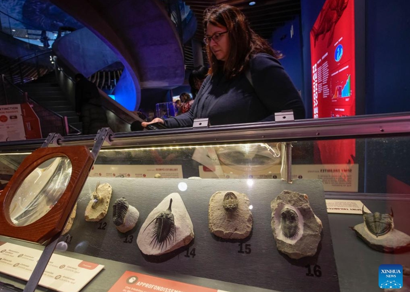 Fossils of water animals from the Devonian Period are on display during the Monsters of the Abyss exhibition at the Vancouver Aquarium in Vancouver, British Columbia, Canada, Feb. 9, 2024. The Vancouver Aquarium's new exhibition, Monsters of the Abyss, kicked off on Friday, highlighting the past and present of aquatic animals through interactive displays, live exhibits, and skeletons such as Megalodon and Spinosaurus. The exhibition will last till Sept. 2, 2024. Photo: Xinhua