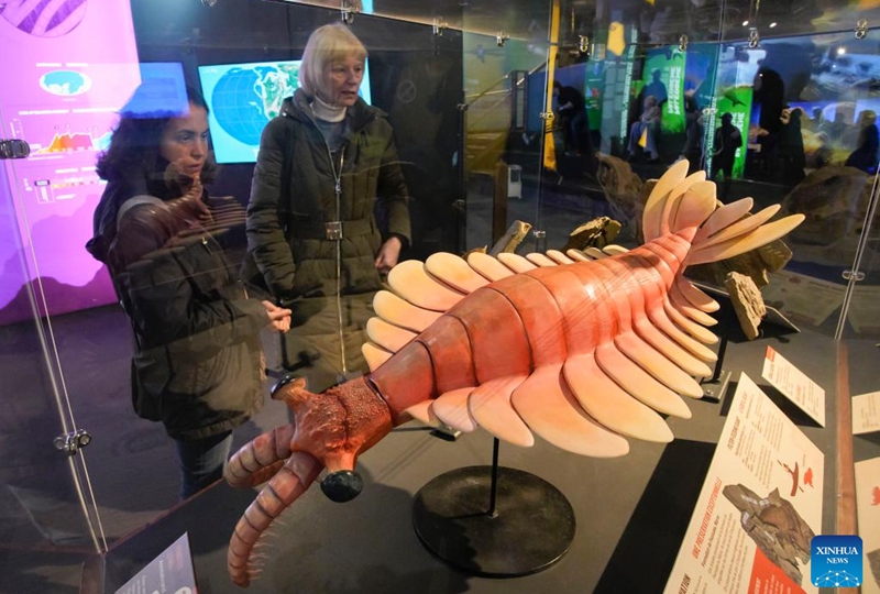 A life-size replica of Anomalocaris is displayed during the Monsters of the Abyss exhibition at the Vancouver Aquarium in Vancouver, British Columbia, Canada, Feb. 9, 2024. The Vancouver Aquarium's new exhibition, Monsters of the Abyss, kicked off on Friday, highlighting the past and present of aquatic animals through interactive displays, live exhibits, and skeletons such as Megalodon and Spinosaurus. The exhibition will last till Sept. 2, 2024. Photo: Xinhua