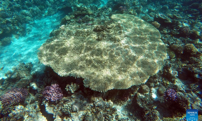 This photo taken on Feb. 11, 2024 shows corals in the Red Sea in Hurghada, Egypt. (Xinhua/Sui Xiankai)