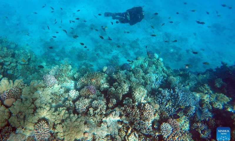A diver takes photos of corals and fish in the Red Sea in Hurghada, Egypt, Feb. 11, 2024. (Xinhua/Sui Xiankai)
