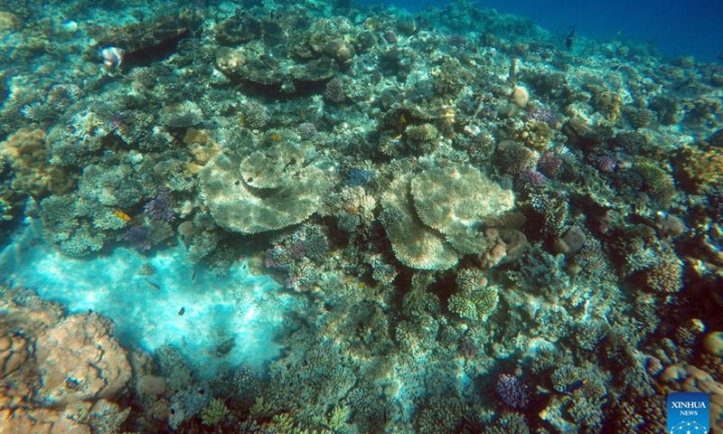 Fish swim around corals in the Red Sea in Hurghada, Egypt, Feb. 11, 2024. (Xinhua/Sui Xiankai)