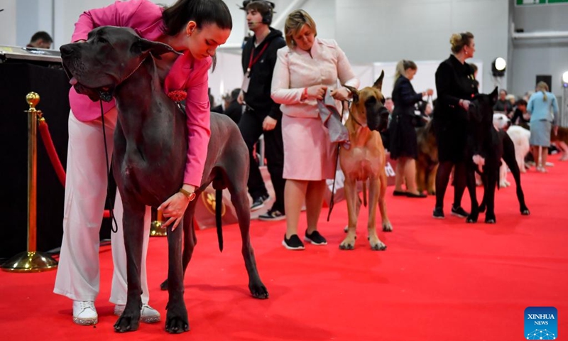 People take care of their dogs during a dog show in Moscow, Russia, on Feb. 17, 2024.(Photo: Xinhua)