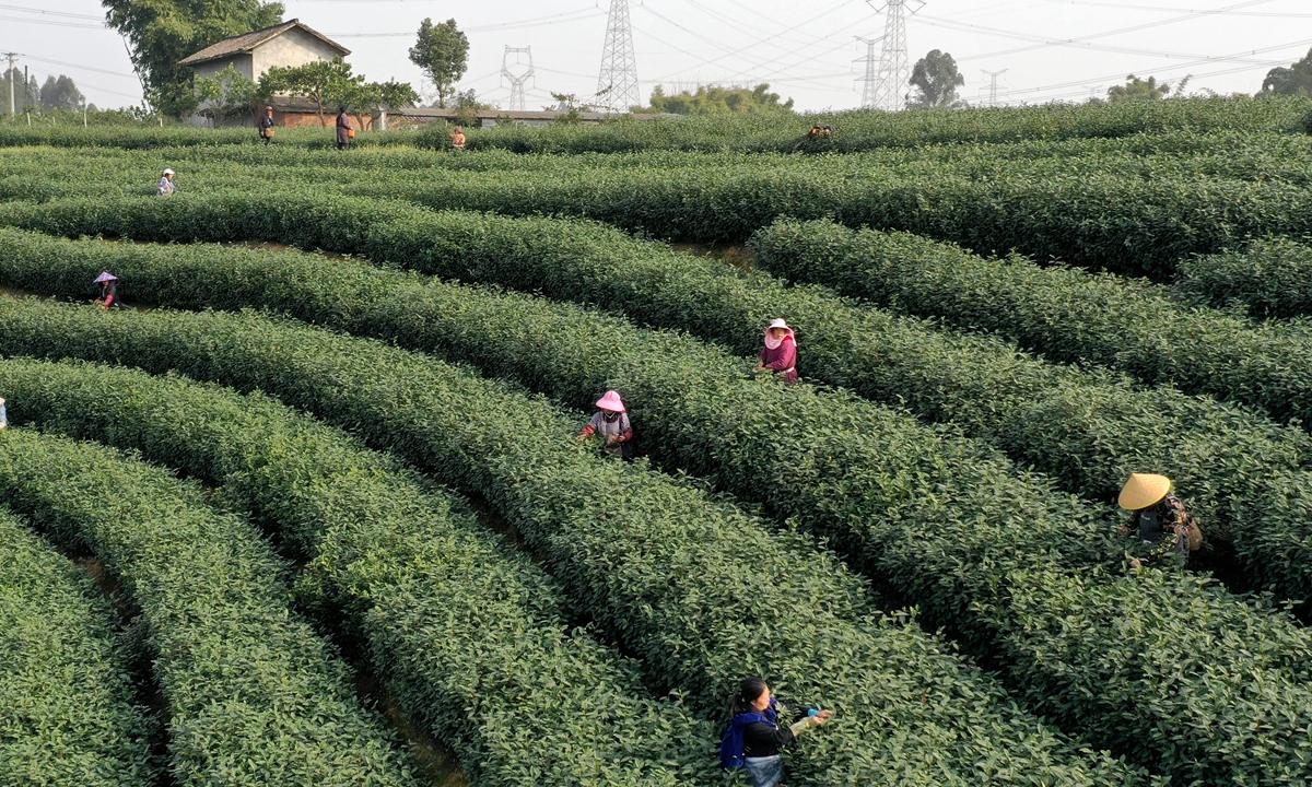 Farmers pick tea leaves at a plantation in Meishan, Southwest China's Sichuan Province on February 19, 2024. Tea farmers are busy picking tea leaves before the Qingming Festival, which falls on April 4 this year, as tea harvested at this time is believed to be more tender. Photo: cnsphoto