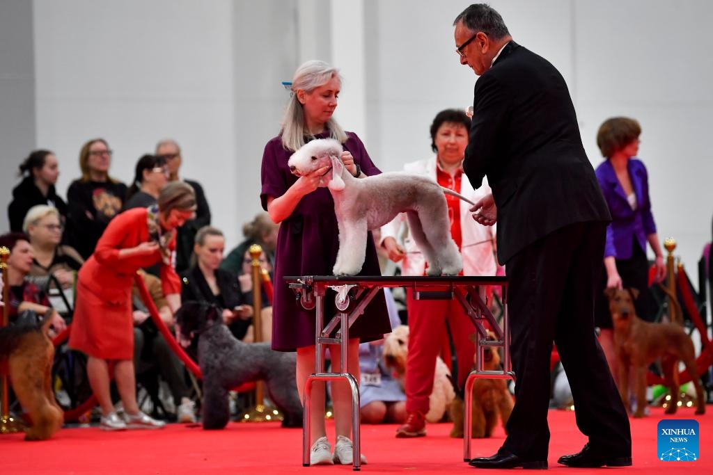 A judge checks a dog during a dog show in Moscow, Russia, on Feb. 17, 2024.(Photo: Xinhua)