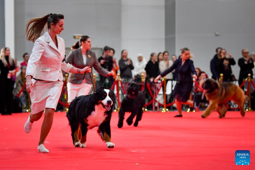 People parade their dogs during a dog show in Moscow, Russia, on Feb. 17, 2024.(Photo: Xinhua)