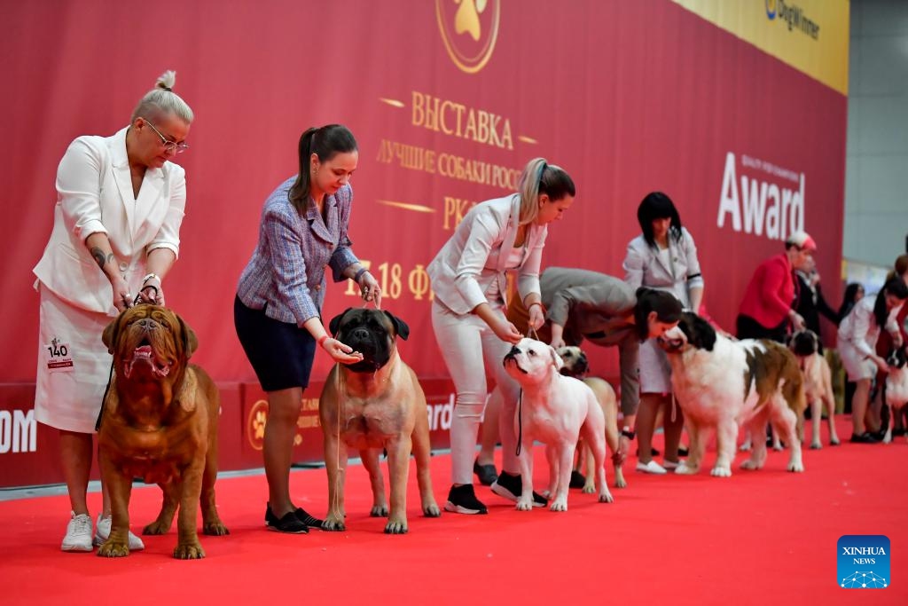 People take care of their dogs during a dog show in Moscow, Russia, on Feb. 17, 2024.(Photo: Xinhua)