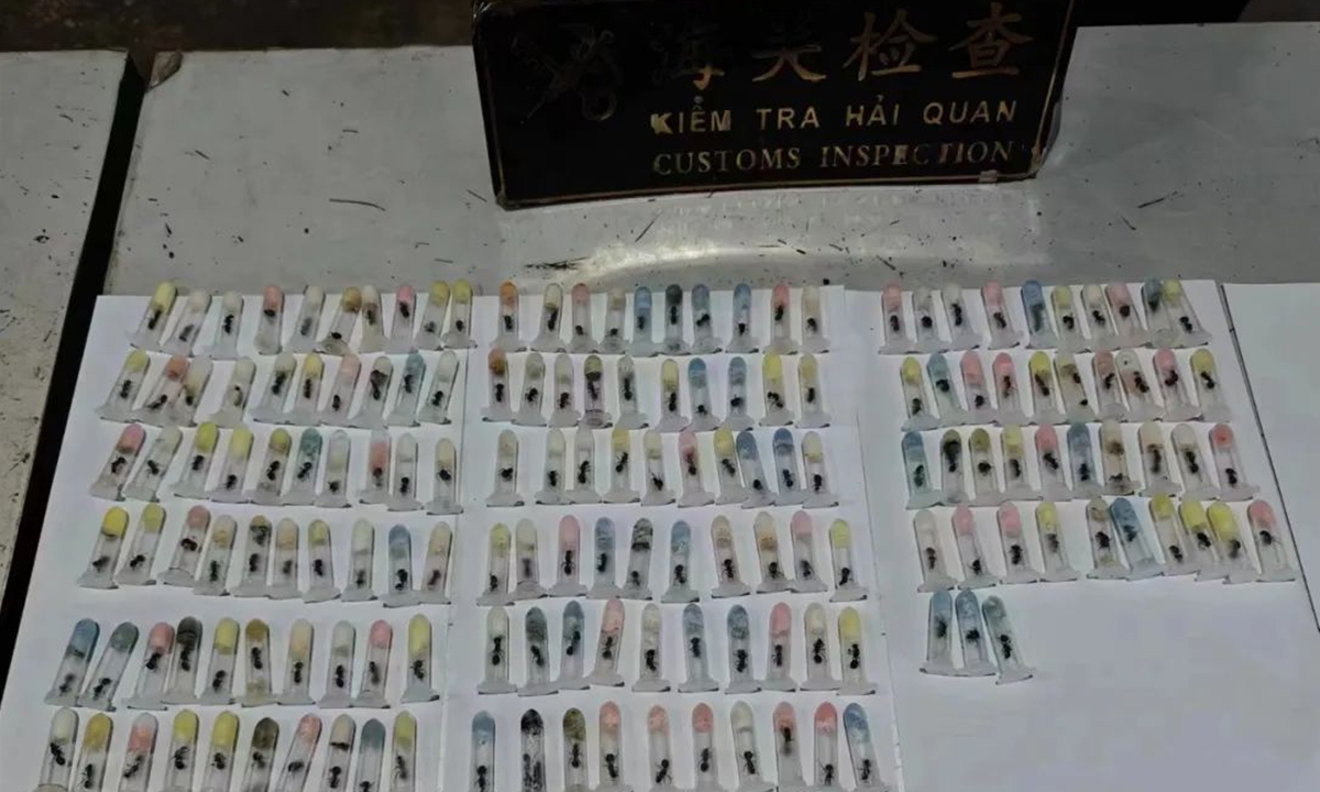 Kunming Customs seizes 163 ants hidden in an inbound passenger's waist Photo: WeChat account of China's General Administration of Customs