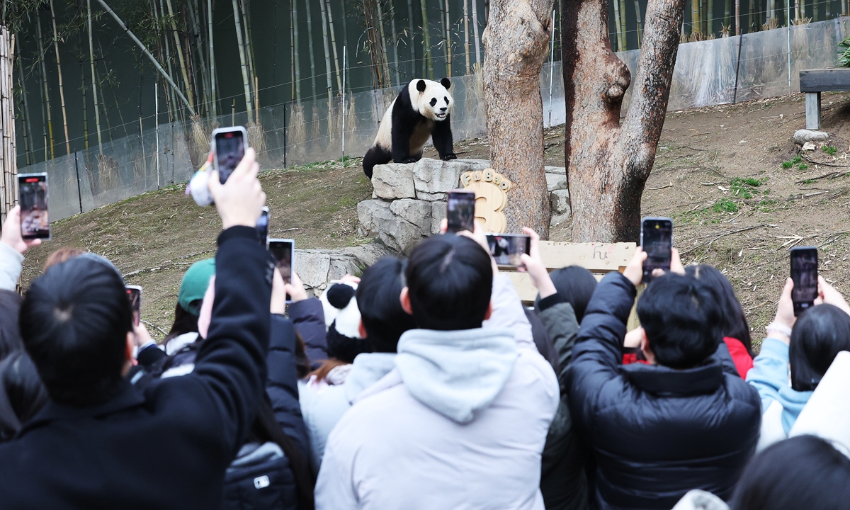 
People take photos of giant panda Fu Bao in a zoo in Yongin, South Korea on February 25, 2024. Fu Bao was born in South Korea in 2020 and is set to return to China in early April. Its last day to meet the South Korean public is scheduled for March 3, before undergoing health quarantine management and preparations before returning to China. Photo: VCG