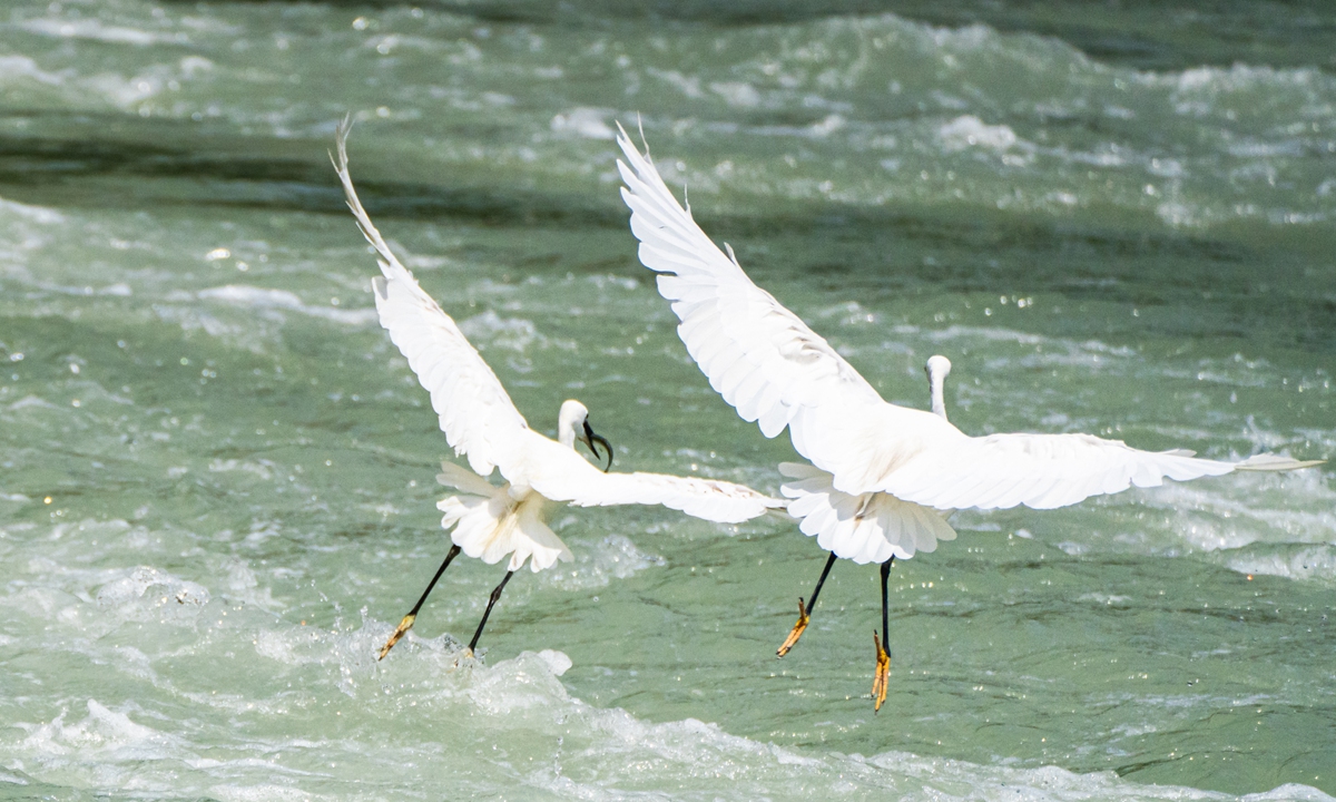 Egrets look for food at Yundang Lake in Xiamen, East China's Fujian province, on August 25, 2021. Photo: VCG 