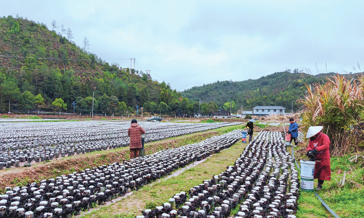 Villagers hired by a local agricultural cooperative harvest mushrooms in Wenzhou, East China's Zhejiang Province on February 29, 2024. In recent years, the local government has encouraged farmers to utilize the winter fallow field to develop agricultural economy, aiming to generate more economic benefits for farmers and contribute to the overall prosperity of rural areas. Photo: VCG