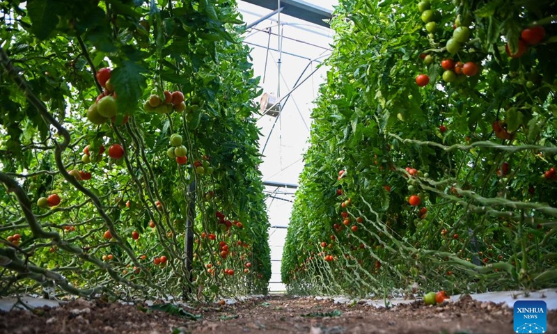Maltese farmers struggle with rising costs, unfair competition - Vimarsana News