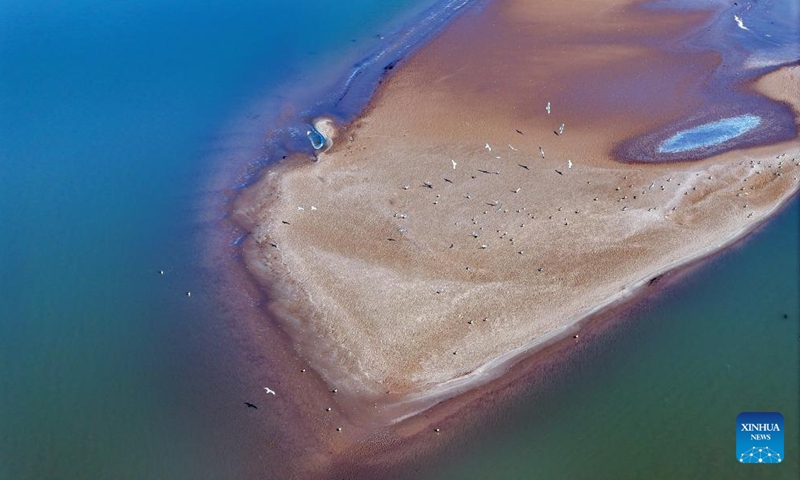 An aerial drone photo taken on March 1, 2024 shows the scenery at a section of the Yellow River in northwest China's Ningxia Hui Autonomous Region. With the temperature rising, the ice in Ningxia section of the Yellow River has been gradually melting. Flocks of migratory birds fly over the tidal-flat area and the turquoise water, adding a touch of vitality to the spring scenery. (Photo: Xinhua)