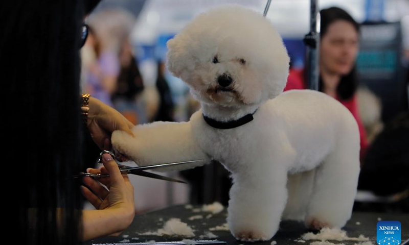 A dog is seen during a haircut session at Pet Expo in Bucharest, Romania, March 16, 2024. The two-day expo kicked off here on Saturday. (Photo by Cristian Cristel/Xinhua)