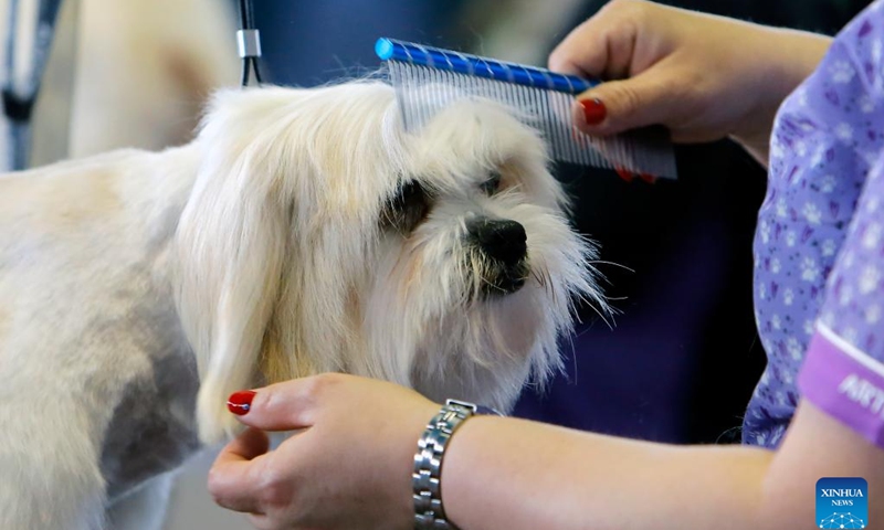 A dog is seen during a haircut session at Pet Expo in Bucharest, Romania, March 16, 2024. The two-day expo kicked off here on Saturday. (Photo by Cristian Cristel/Xinhua)