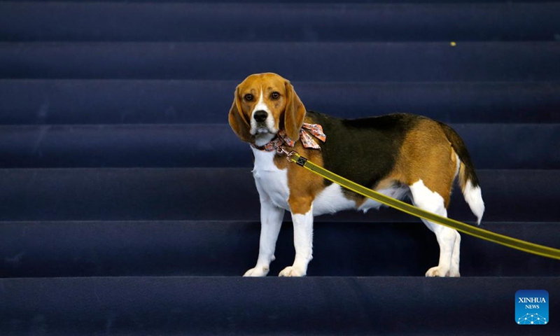 A dog is seen on the stairs at the entrance of Pet Expo in Bucharest, Romania, March 16, 2024. The two-day expo kicked off here on Saturday. (Photo by Cristian Cristel/Xinhua)