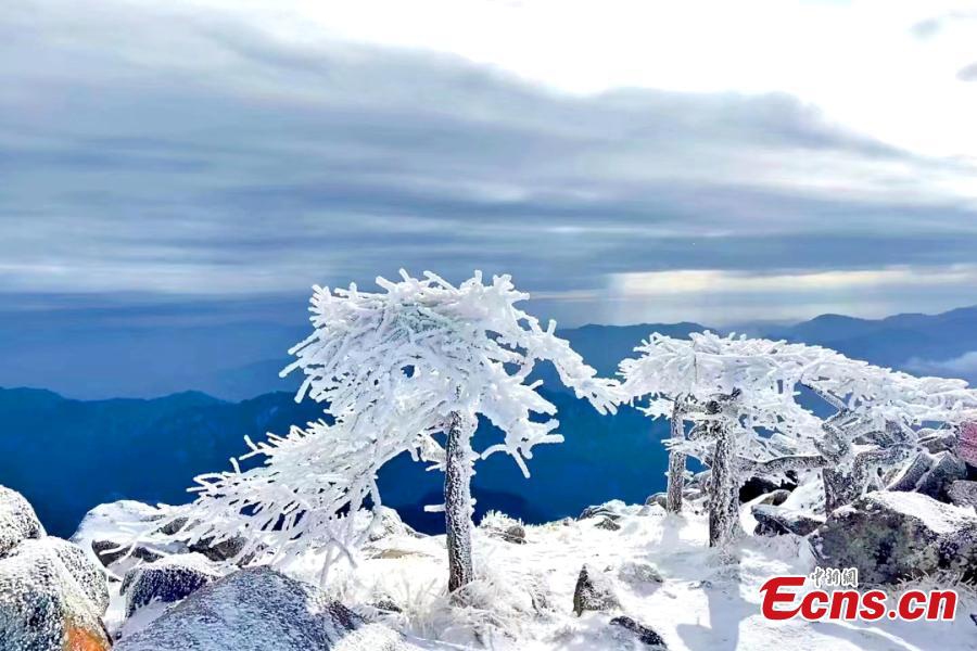 Trees turn whole white after snow at the Zhuque National Forest Park in Xi'an, northwest China's Shaanxi Province.(Photo: China News Service)