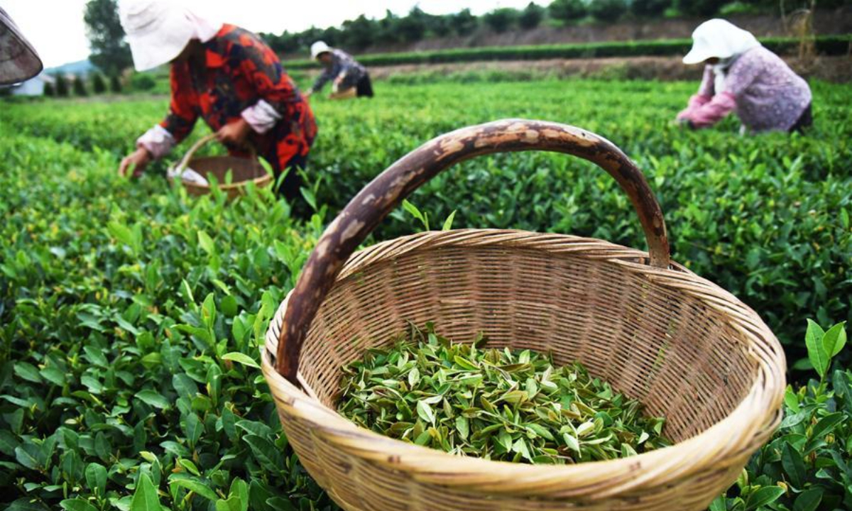 Farmers pick tea leaves at a tea garden in Jufeng Town of Rizhao City, east China's Shandong Province. Photo:Xinhua
