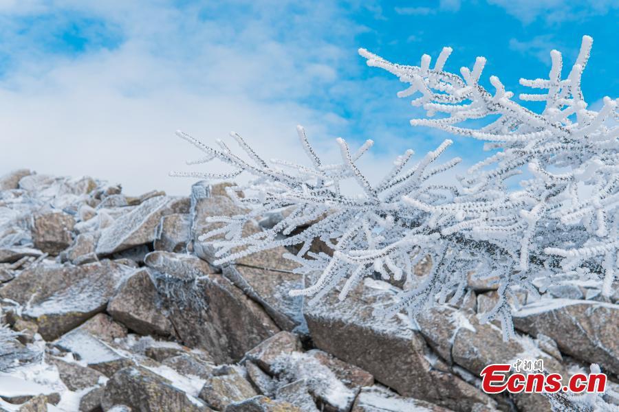 Trees turn whole white after snow at the Zhuque National Forest Park in Xi'an, northwest China's Shaanxi Province.(Photo: China News Service)