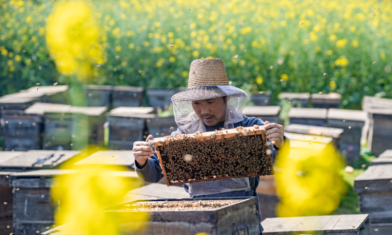 A bee farmer manages beehives at a bee farm in Meishan, Southwest China’s Sichuan province, on March 14, 2024. Recently, local rapeseed flowers have been in full bloom, providing rich ecological honey resources for the beekeeping industry, which will increase farmers’ income through honey harvesting. Photo: VCG 