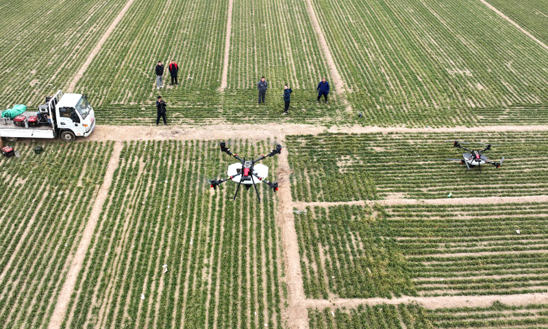 Farmers operate smart drones to sprinkle organic fertilizer on wheat at Liuzhuang village in Liaocheng, East China’s Shandong Province, on March 5, 2024. Each drone can apply fertilizer on about 66.7 hectares of wheat field per day, 10 times more than the traditional way. Photo: VCG