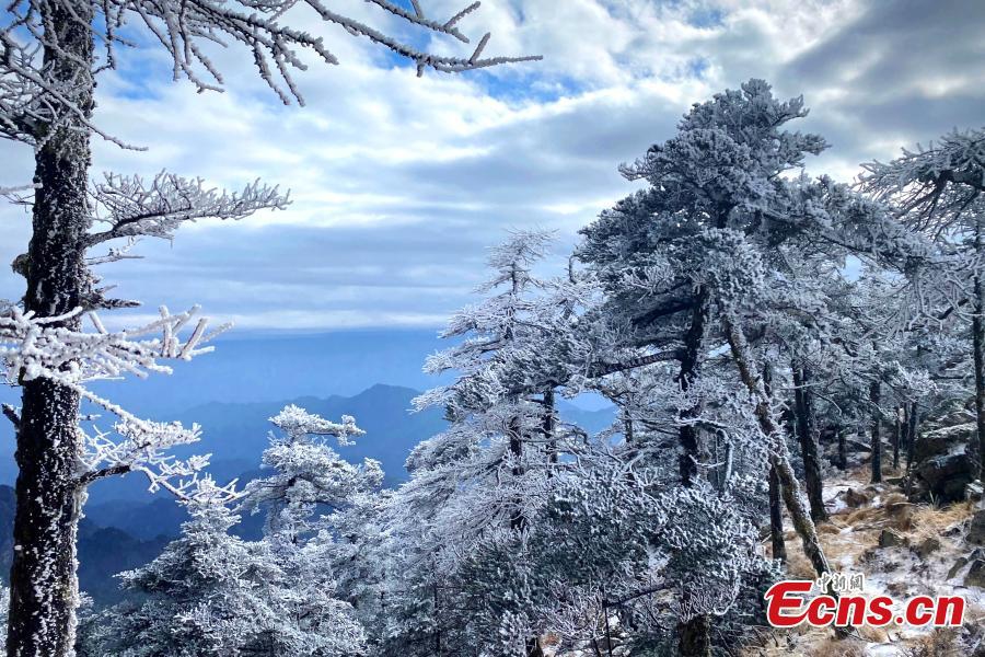 Trees turn whole white after snow at the Zhuque National Forest Park in Xi'an, northwest China's Shaanxi Province.(Photo: China News Service)