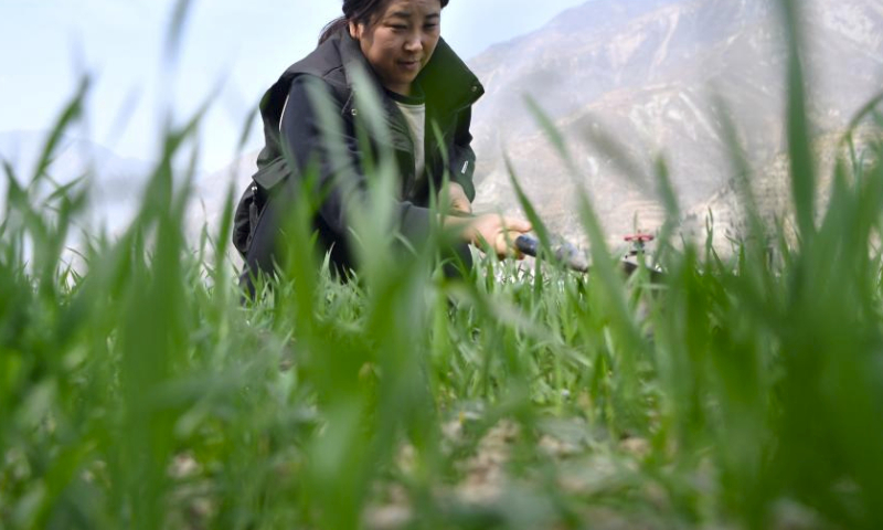 A farmer labors in a wheat field in Shimen Town of Wudu District, Longnan City, northwest China's Gansu Province, March 9, 2024. Spring farming is being carried out to ensure the irrigation, fertilization, and weeding in the fields of 1.22 million mu (about 81,333 hectares) of winter wheat in Longnan City. (Xinhua/Chen Bin)