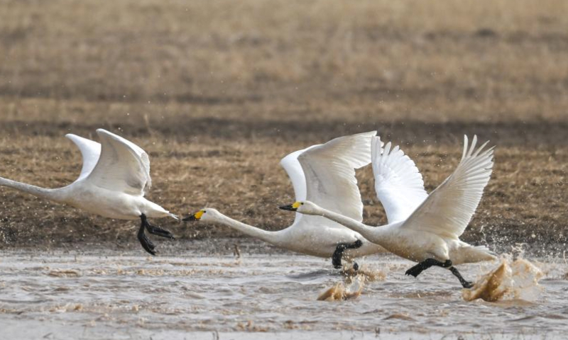Migratory birds fly at the wetland near the Yellow River in Togtoh County, north China's Inner Mongolia Autonomous Region, March 16, 2024. As the temperature gradually rises, a large number of migratory birds have come to the wetland in Togtoh County. (Xinhua/Lian Zhen)