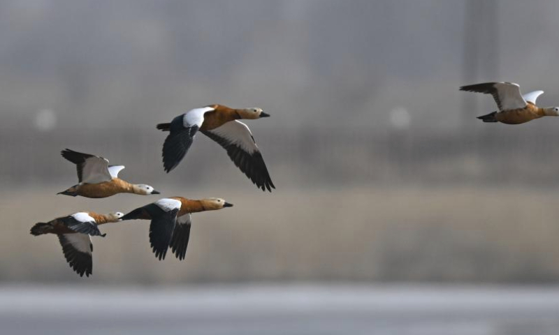Migratory birds fly over the wetland near the Yellow River in Togtoh County, north China's Inner Mongolia Autonomous Region, March 16, 2024. As the temperature gradually rises, a large number of migratory birds have come to the wetland in Togtoh County. (Xinhua/Lian Zhen)