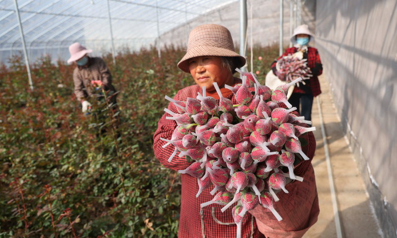 Farmers harvest roses in a greenhouse in Zhengwang township, East China’s Shandong Province, on March 13, 2024. In recent years, Zhengwang township has set up 33 cooperatives and developed 28 characteristic industries in villages, such as beef cattle breeding, rose planting, quail breeding and photovoltaic product manufacturing. Photo: VCG