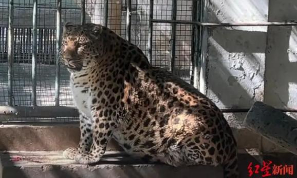 Recently, a leopard in the Panzhihua Park Zoo in Southwest China’s Sichuan Province has become popular on social media platforms. Photo: web