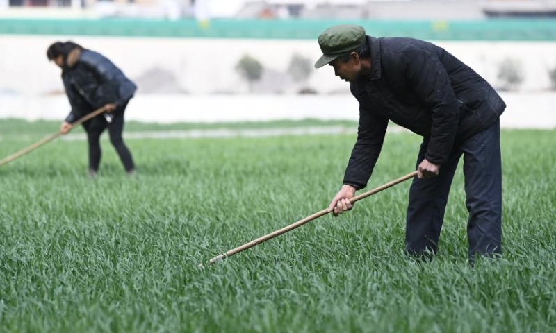 Farmers labor in a wheat field in Shimen Town of Wudu District, Longnan City, northwest China's Gansu Province, March 9, 2024. Spring farming is being carried out to ensure the irrigation, fertilization, and weeding in the fields of 1.22 million mu (about 81,333 hectares) of winter wheat in Longnan City. (Xinhua/Chen Bin)