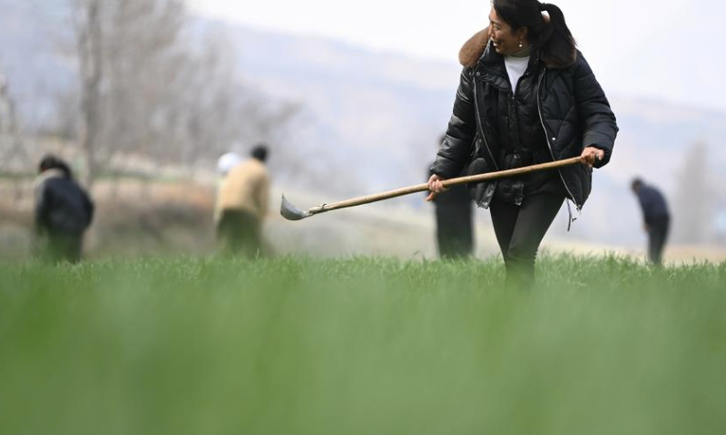 Farmers labor in a wheat field in Shimen Town of Wudu District, Longnan City, northwest China's Gansu Province, March 9, 2024. Spring farming is being carried out to ensure the irrigation, fertilization, and weeding in the fields of 1.22 million mu (about 81,333 hectares) of winter wheat in Longnan City. (Xinhua/Chen Bin)