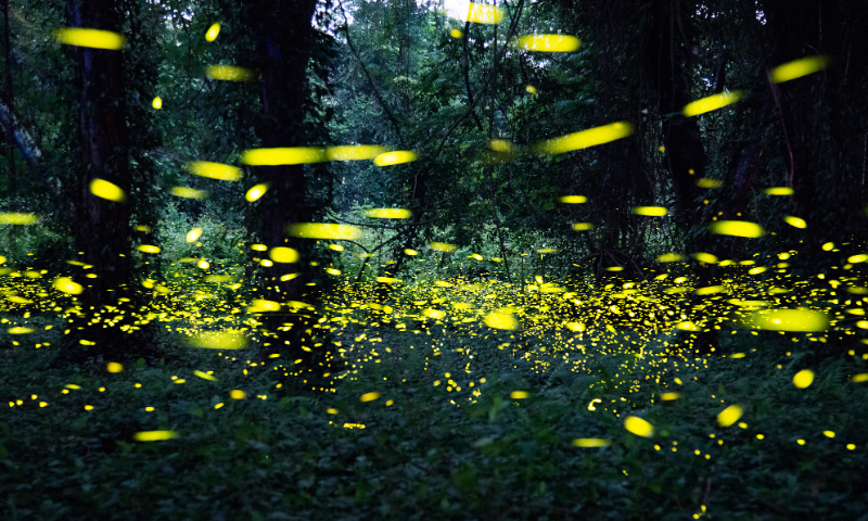 Fireflies dance in the South China National Botanical Garden on May 15, 2023 in Guangzhou, South China's Guangdong Province. Photo: VCG