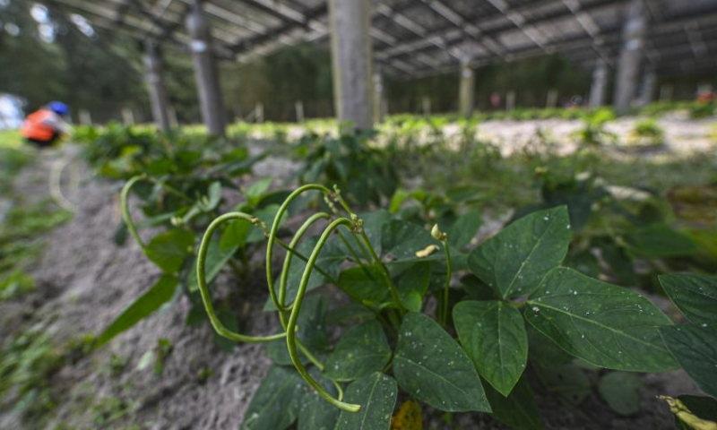 This photo taken on March 15, 2024 shows green bean plants in a greenhouse at Wangtangnan Village of Wengtian Town in Wenchang City, south China's Hainan Province.

Wangtangnan village, once suffered with sandy saline-alkali farmland, has been exploring a new developing model in recent years, which combines agriculture with photovoltaic power station in an effort to advance rural revitalization.

A photovoltaic power station, covering an area of about 1,700 mu (about 113.3 hectares), has been built by Datang Hainan Energy Development Co., Ltd. on the wasteland.

Meanwhile, the village put in great efforts to reclaim the wasteland under the guidance of experts, making it possible to grow vegetables in greenhouses under photovoltaic panels, which increases the efficiency of land use as well as income for local villagers. (Xinhua/Pu Xiaoxu)
