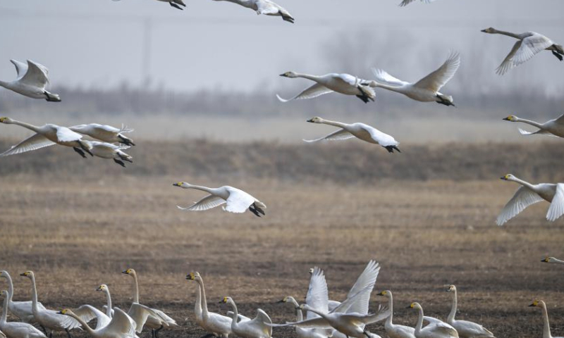 Migratory birds are seen at the wetland near the Yellow River in Togtoh County, north China's Inner Mongolia Autonomous Region, March 16, 2024. As the temperature gradually rises, a large number of migratory birds have come to the wetland in Togtoh County. (Xinhua/Lian Zhen)