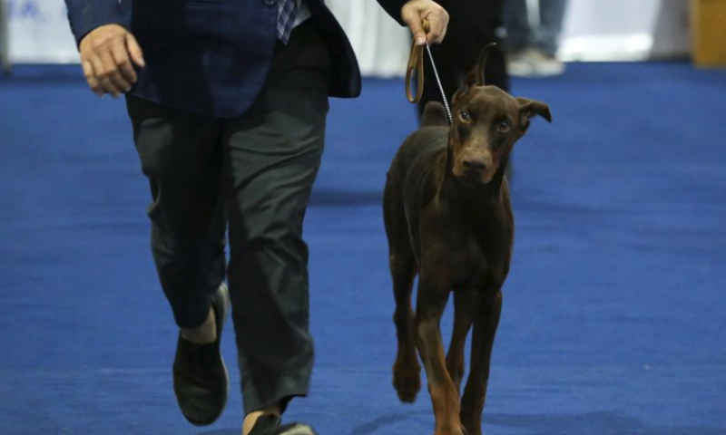 A pet dog is seen at a dog show during a pet expo in Yangon, Myanmar, March 10, 2024. The pet expo is held here from March 9 to March 10. (Photo by Myo Kyaw Soe/Xinhua)