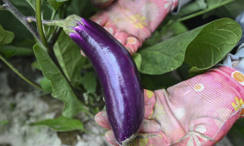 This photo taken on March 15, 2024 shows an eggplant in a greenhouse at Wangtangnan Village of Wengtian Town in Wenchang City, south China's Hainan Province.

Wangtangnan village, once suffered with sandy saline-alkali farmland, has been exploring a new developing model in recent years, which combines agriculture with photovoltaic power station in an effort to advance rural revitalization.

A photovoltaic power station, covering an area of about 1,700 mu (about 113.3 hectares), has been built by Datang Hainan Energy Development Co., Ltd. on the wasteland.
