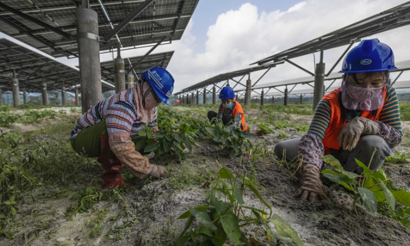 Villagers work in a greenhouse at Wangtangnan Village of Wengtian Town in Wenchang City, south China's Hainan Province, March 15, 2024.

Wangtangnan village, once suffered with sandy saline-alkali farmland, has been exploring a new developing model in recent years, which combines agriculture with photovoltaic power station in an effort to advance rural revitalization.

A photovoltaic power station, covering an area of about 1,700 mu (about 113.3 hectares), has been built by Datang Hainan Energy Development Co., Ltd. on the wasteland.

Meanwhile, the village put in great efforts to reclaim the wasteland under the guidance of experts, making it possible to grow vegetables in greenhouses under photovoltaic panels, which increases the efficiency of land use as well as income for local villagers. (Xinhua/Pu Xiaoxu)