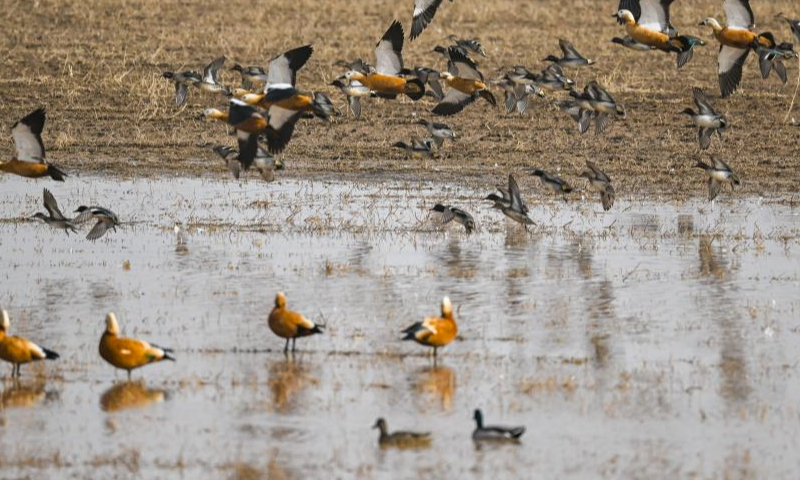 Migratory birds are seen at the wetland near the Yellow River in Togtoh County, north China's Inner Mongolia Autonomous Region, March 16, 2024. As the temperature gradually rises, a large number of migratory birds have come to the wetland in Togtoh County. (Xinhua/Lian Zhen)